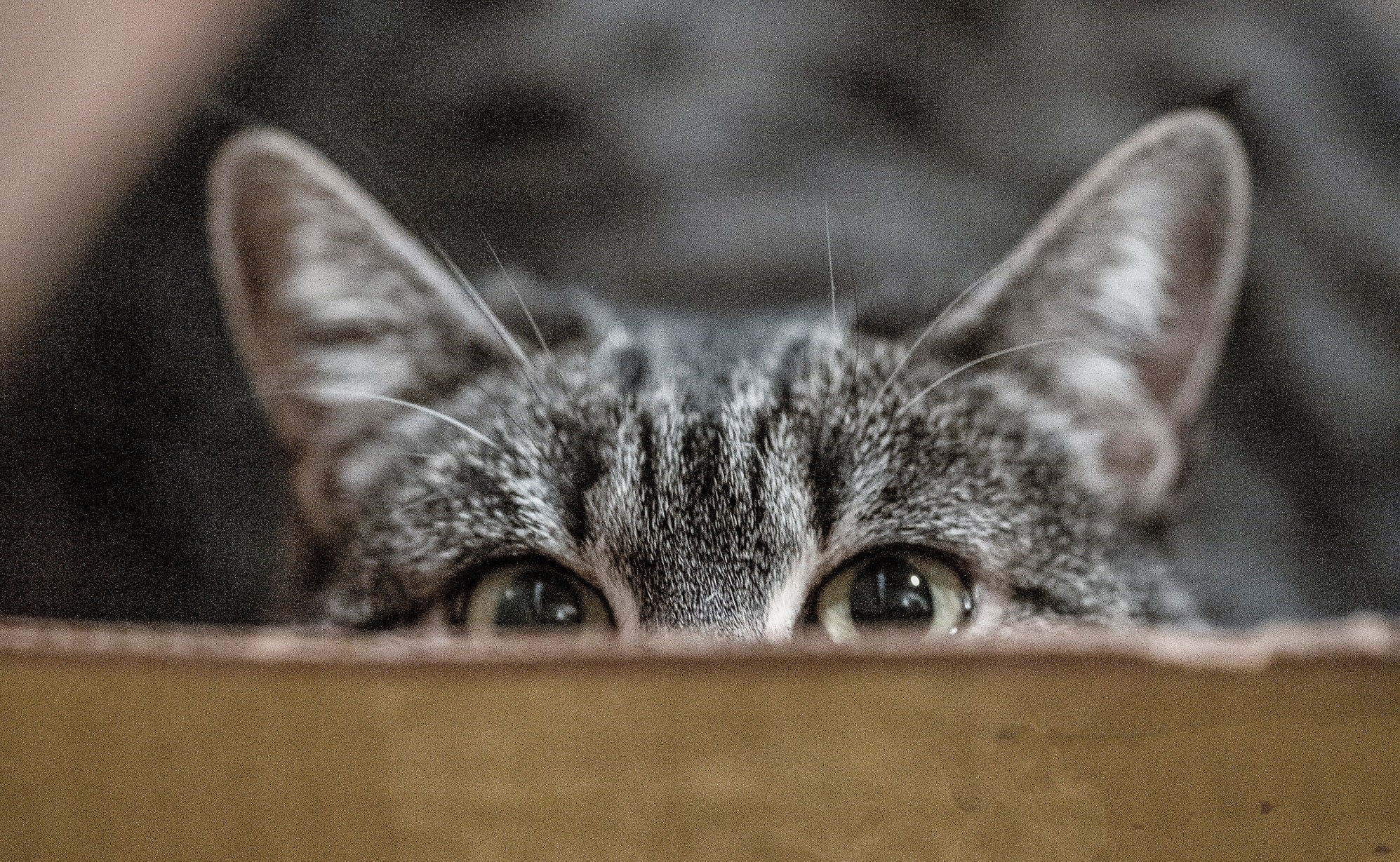 night prowler