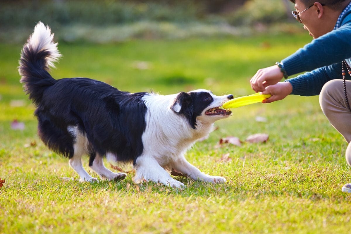 Black and white collie pulling on a frisbee and a man pulling on the other side - Herd Nerds