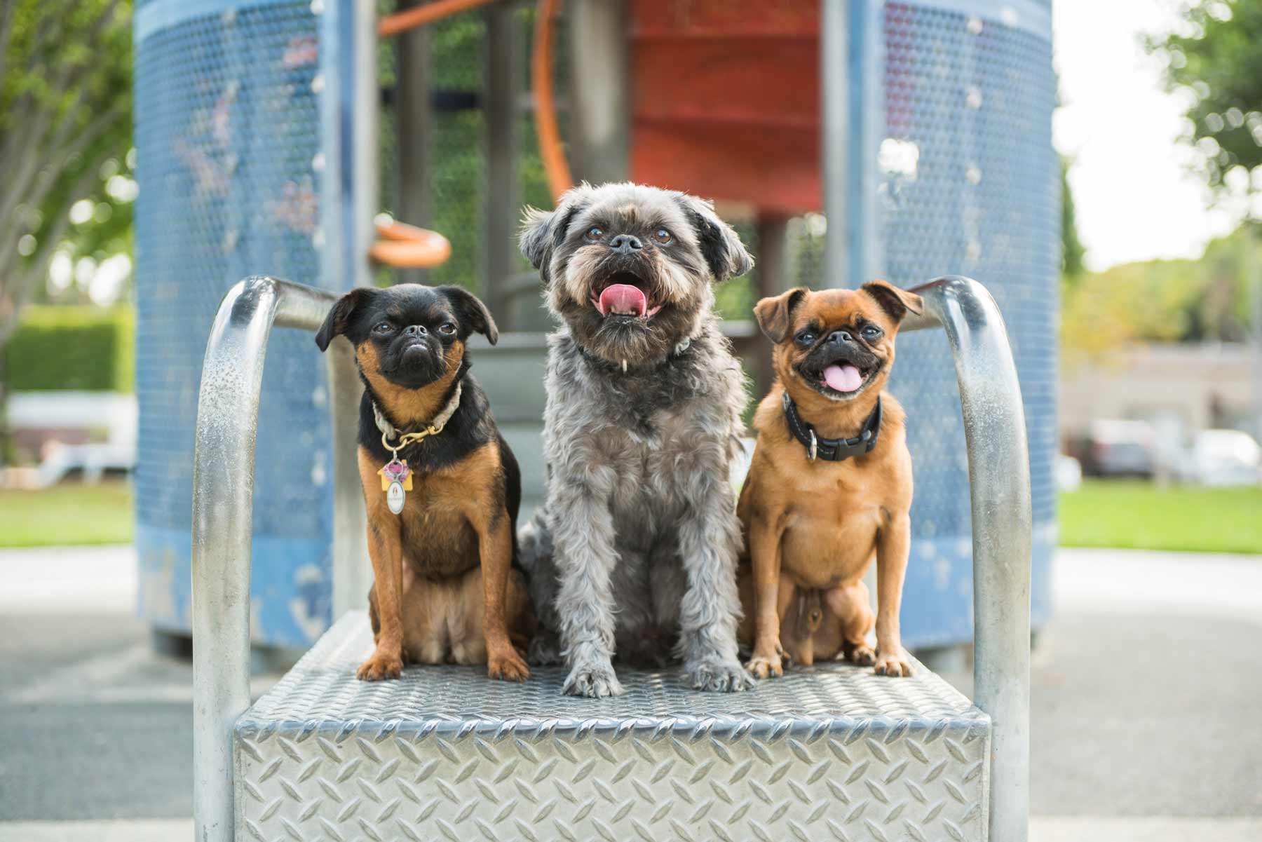 dogs picture
