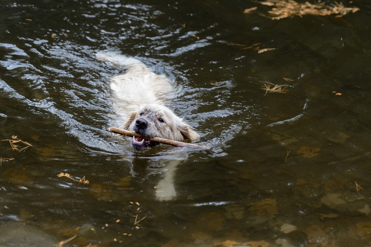 Yellow lab swimming in a lake bringing back a stick - happy hunters