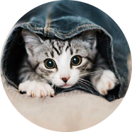 Kitten Essentials
